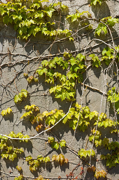 Greenery on Wall Background 1 stock photo
