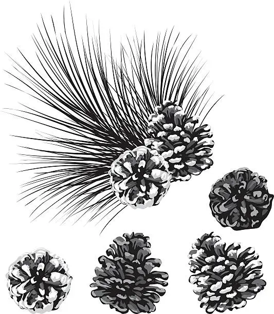 Vector illustration of Black and White Pine Cone Clipart