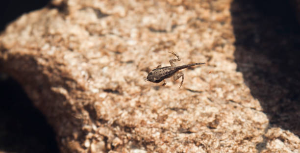istock baby frog swiming 927407348
