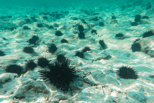 Underwater photography. Sea urchins. Zanzibar, Tanzania.