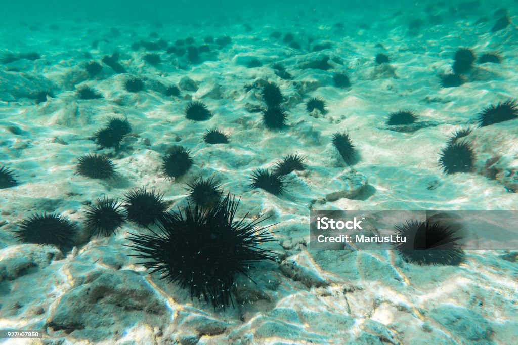 Underwater photography. Sea urchins. Zanzibar, Tanzania. Sea Urchin Stock Photo
