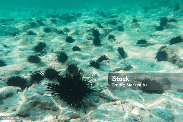Underwater Photography Sea Urchins Zanzibar Tanzania Stock Photo - Download Image Now