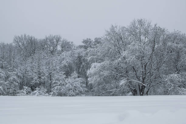 istock Blizzard in park white trees landscape 927408150