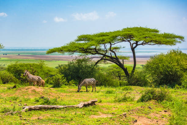 zèbres sauvages à l’aire de conservation de ngorongoro crater. la tanzanie. - lake manyara national park photos et images de collection