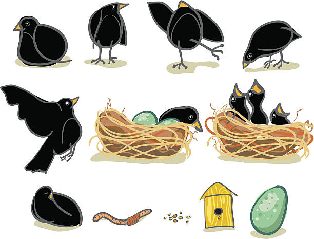 illustrazioni stock, clip art, cartoni animati e icone di tendenza di blackbird divertimento - crows nest