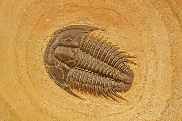 trilobite : modocia typicalis - trilobite photos et images de collection