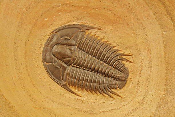 삼엽충: modocia typicalis - trilobite 뉴스 사진 이미지