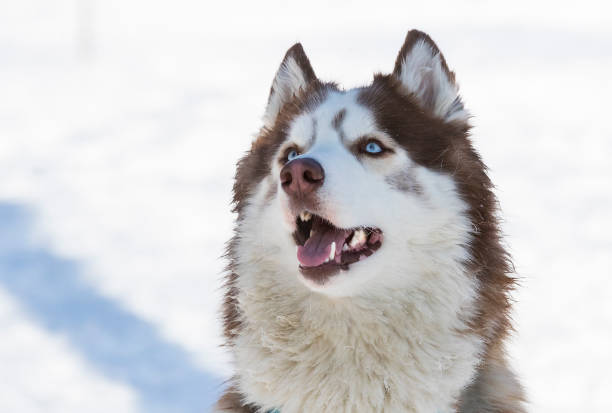 istock Siberian husky dogs 927410694