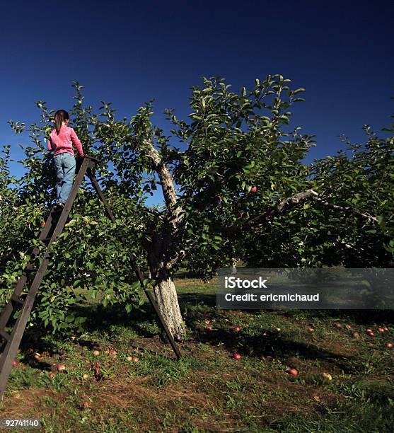 Retiro Manzanas Foto de stock y más banco de imágenes de Escalera - Escalera, Fruta, Manzana