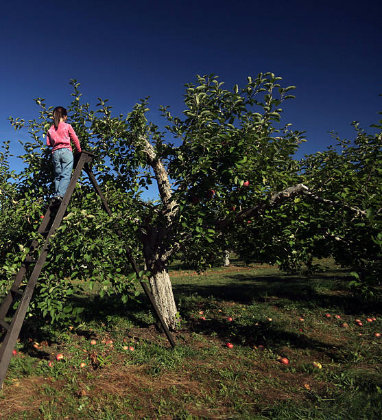 cueillir des pommes - apple orchard child apple fruit photos et images de collection