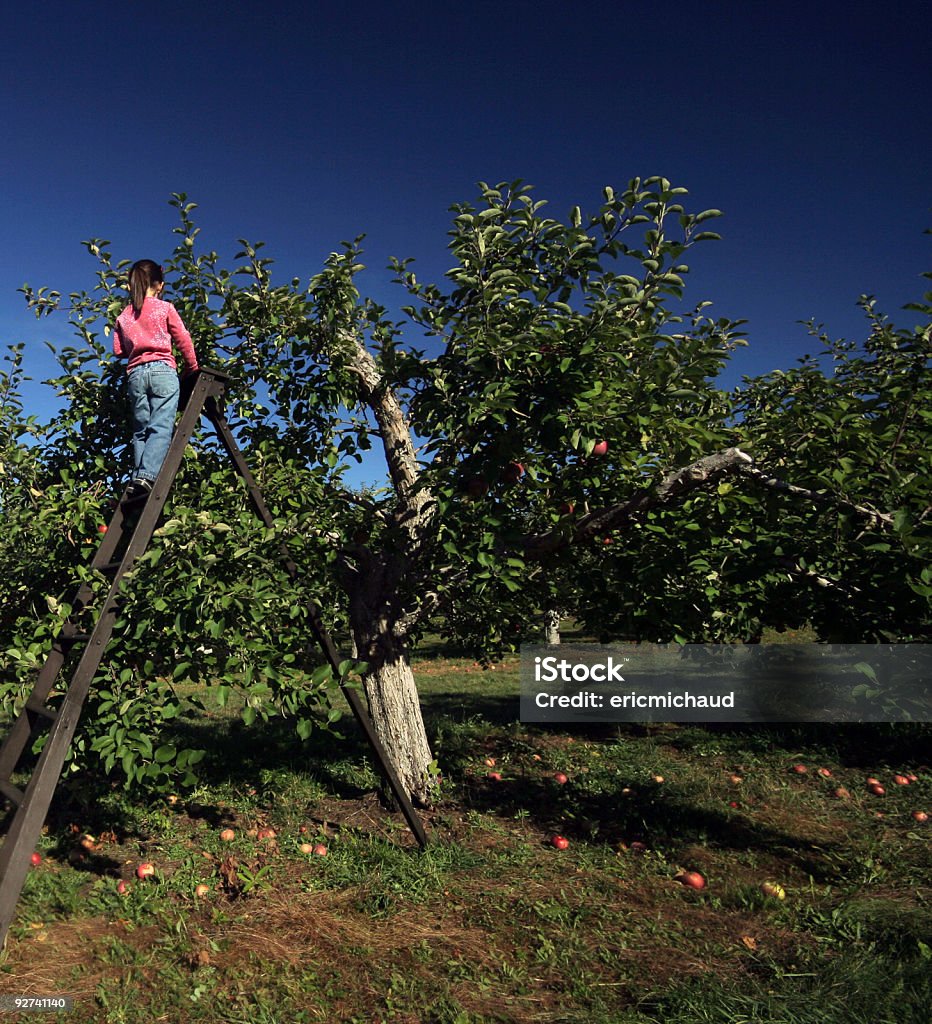 Собирать яблоки - Стоковые фото Переносная лестница роялти-фри