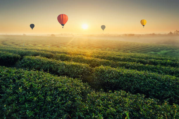 les plantations de thé de sunrise et de ballons colorés flottant dans le ciel, des milieux naturels. - nuwara eliya photos et images de collection