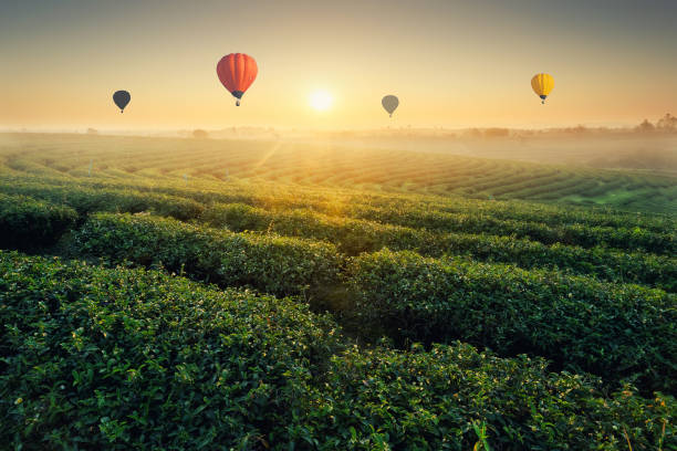 Sunrise tea plantations and colorful balloons floating in the beautiful sky, natural backgrounds. Sunrise tea plantations and colorful balloons floating in the beautiful sky, natural backgrounds. nuwara eliya stock pictures, royalty-free photos & images