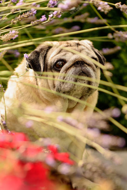istock Pet friendly pug dog sitting 927411634
