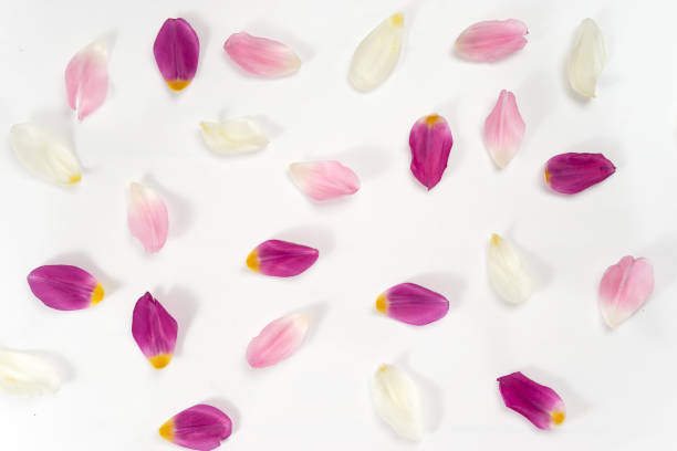 istock Top view of tulip petals on white background 927411690