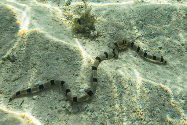 istock Underwater Banded Snake Eel. Zanzibar, Tanzania. 927411842