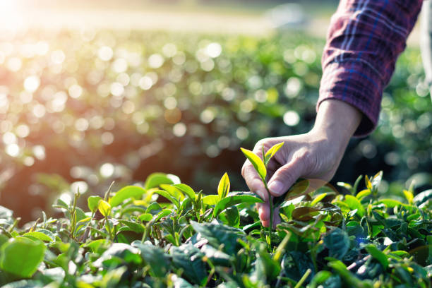 istock Hands are harvesting tea leaves on a tea plantation background. with copy space 927413968