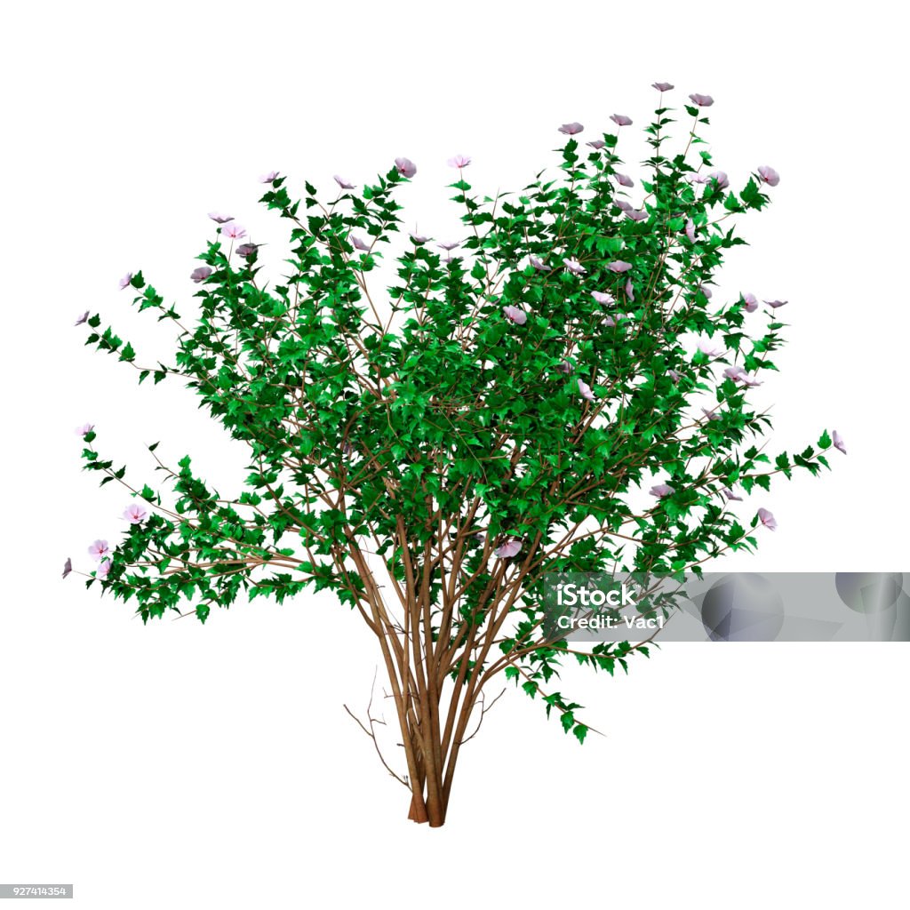 3D rendering green hibiscus bush on white 3D rendering of a green hibiscus bush with flowers isolated on white background Bush Stock Photo