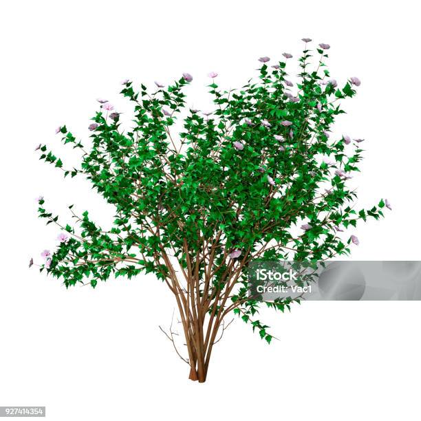 3d Rendering Green Hibiscus Bush On White Stock Photo - Download Image Now - Bush, Cut Out, Hibiscus