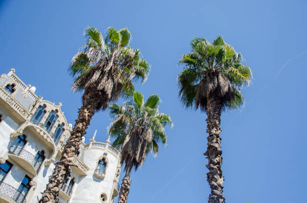 Palm trees against a blue sky and building with thin clouds in Barcelona, Spain. Beautiful blue sunny day. Tree palm trees in hot summer day against sky and house