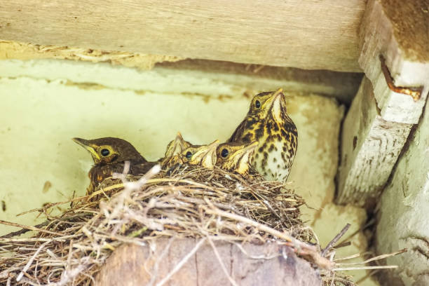 Chicks in the nest unde rroof