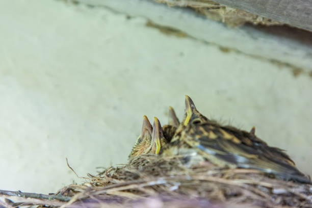 istock Chicks in the nest unde rroof 927415114