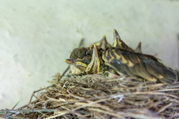 Chicks in the nest unde rroof