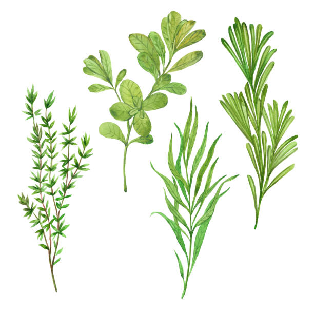 illustrazioni stock, clip art, cartoni animati e icone di tendenza di timo, rosmarino, dragoncello, maggiorana - rosemary herb vegetable garden herbal medicine