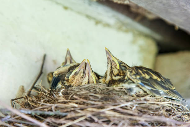 istock Chicks in the nest under roof 927415240