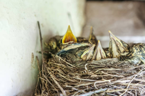 Chicks in the nest unde rroof