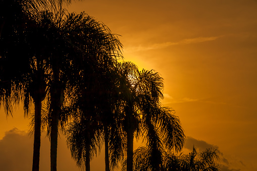 A line of coconut palm trees silhouetted by setting sun.