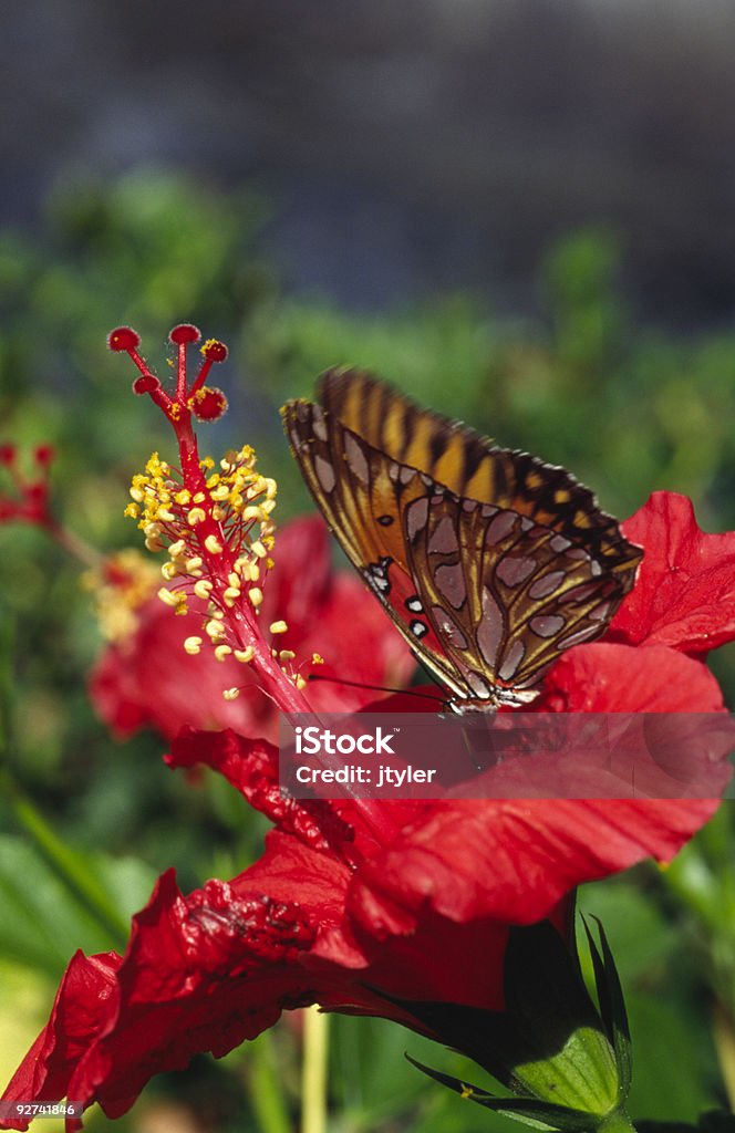 Бабочка на Hybiscus - Стоковые фото Бабочка роялти-фри