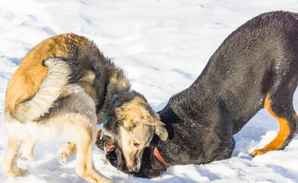 istock dog in the snow 927421682