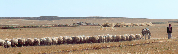 Desert, Qatar – November 20, 2020: Qatar Shepherd with sheep in the Desert of northern Qatar