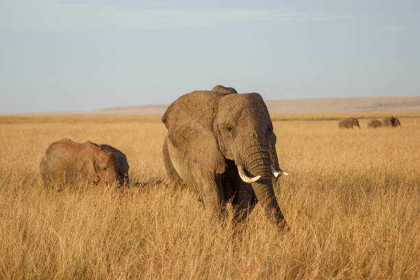 istock African Mother Elephant and baby 927426494