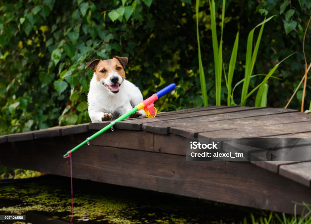 Concept Of Fishing For Beginners And Dummies With Dog And Rod Stock Photo -  Download Image Now - iStock
