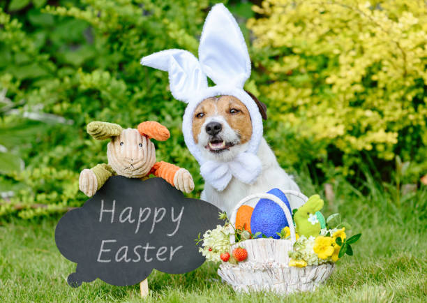 Easter greeting with three bunnies,  basket of colored eggs and blackboard Dog wearing costume of Easter bunny breed eggs stock pictures, royalty-free photos & images