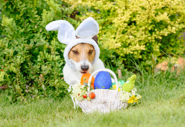 istock Modest cute dog wearing bunnies ears as Easter costume 927426582