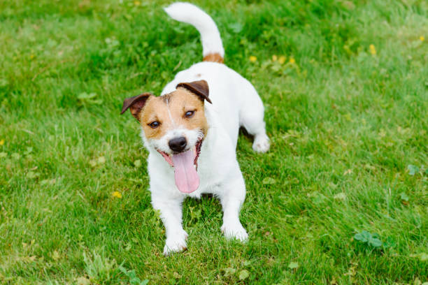 istock Obedient dog looking up waiting for handlers command 927426584