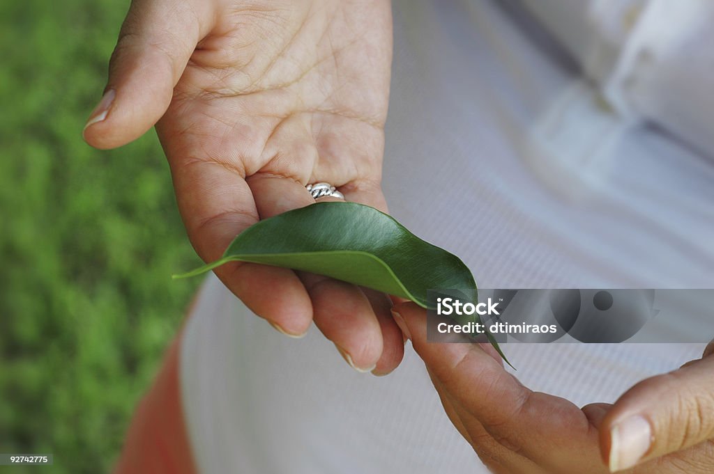 Hands holding a tree leaf Close up of a woman's hands holding a ficus tree leaf. Affectionate Stock Photo