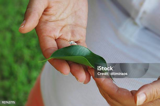 Hands Holding A Tree Leaf Stock Photo - Download Image Now - Affectionate, Care, Color Image