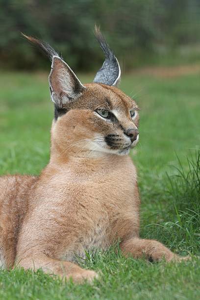 istock Lynx or Caracal Wild Cat 92742978