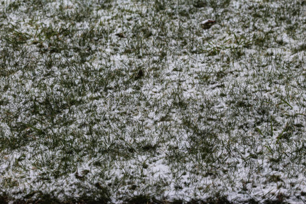 istock Grass field covered in snow in winter 927429810