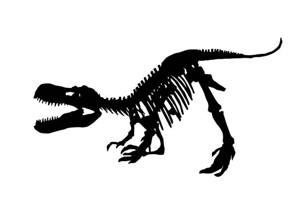 ilustraciones, imágenes clip art, dibujos animados e iconos de stock de esqueleto fósil de tyrannosaurus rex, ilustración de vector de dinosaurio aislados en fondo blanco - dinosaur fossil tyrannosaurus rex animal skeleton