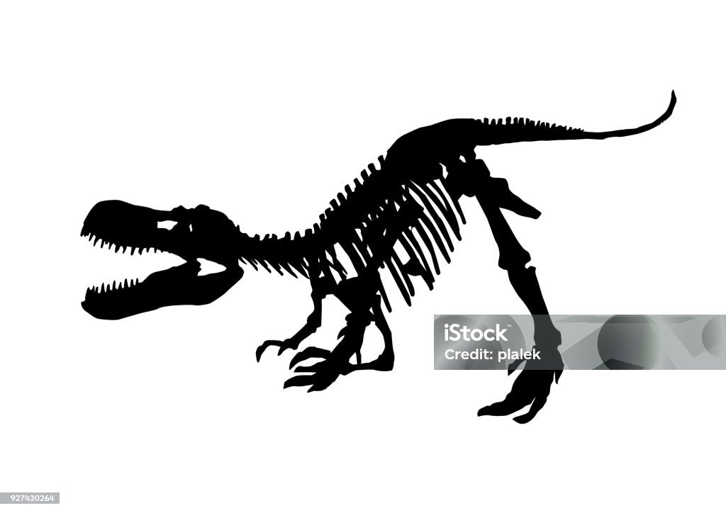 tyrannosaurus rex skeleton fossil, isolated dinosaur vector illustration on white background Bone stock vector