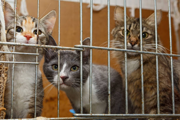 tres gatitos en una jaula - take shelter fotografías e imágenes de stock