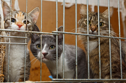 Three kittens in a cage shelter for homeless animals