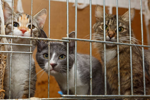 Three kittens in a cage stock photo