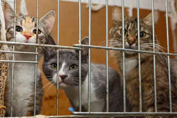 Photo of Three kittens in a cage
