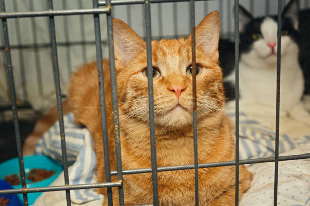 istock Beautiful red cat in a cage 927431066
